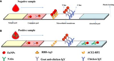 The instantly blocking-based fluorescent immunochromatographic assay for the detection of SARS-CoV-2 neutralizing antibody